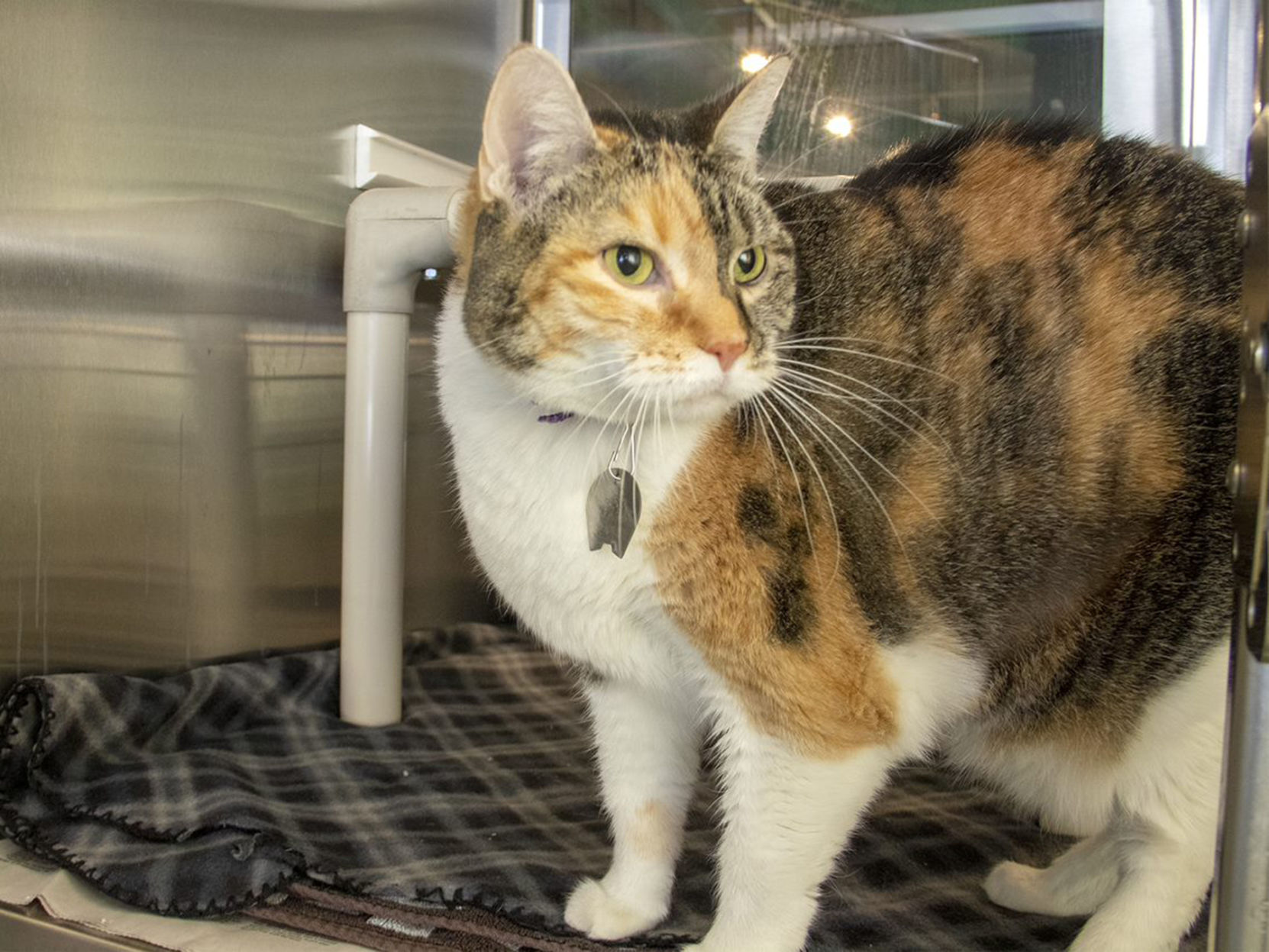 Last week's pet, still available: Miss Scarlet